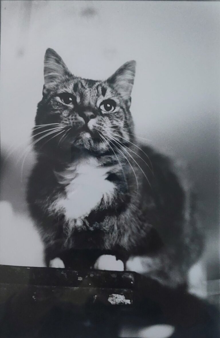 Portret van een kat