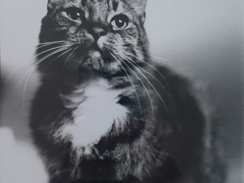 Portret van een kat